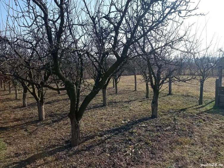 Casa locuibila, cu vie ?i livada - 5