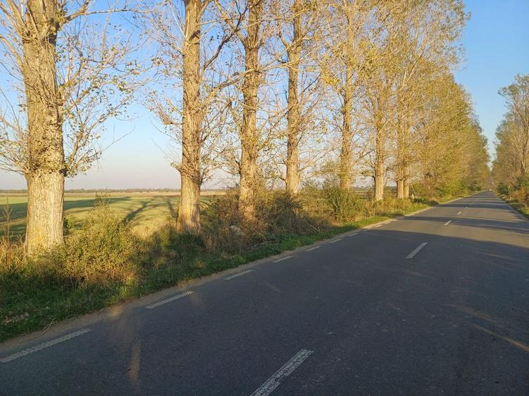 Lipia deschidere la DJ 101B ( Snagov-Nuci) - 5