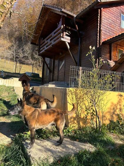 Casa de vacanta cu padure si livada - 11