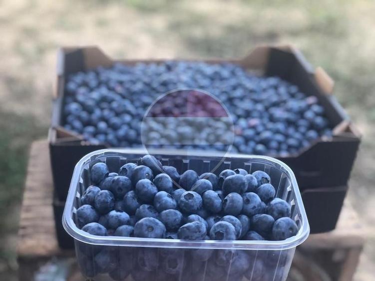 Teren agricol extravilan de 29656 mp, în Bozânta Mică