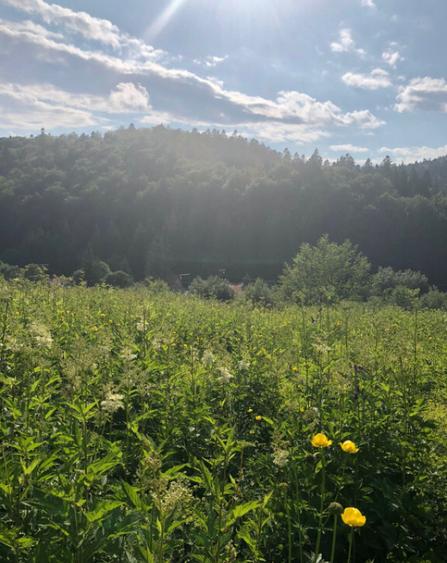 Teren Intravilan Predeal - 7