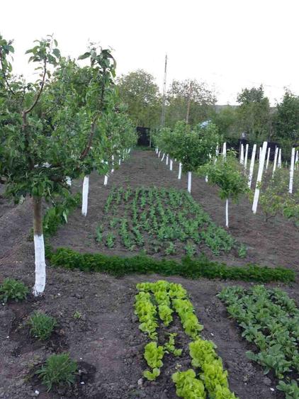 Vanzare teren intravilan (sat Maldaresti, comuna Dealu Morii, jud. Bacau) - 2