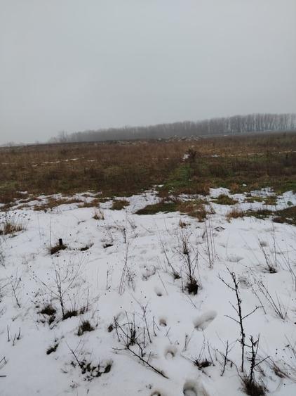 Teren 1000 mp, Carcea, front 11,57m - 2