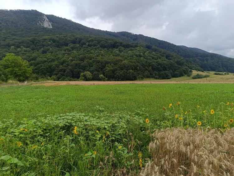 De vanzare - Teren intravilan pentru constructii – 16.500 mp / 0% comision - 13