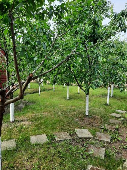 Casa de locuit Bogata Mures - 2