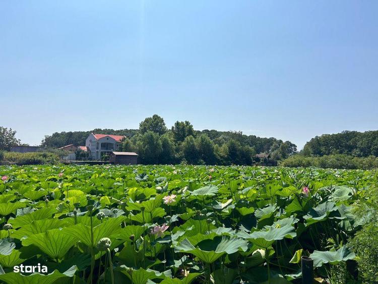 Teren de Vis pe malul lacului Snagov / 4000 mp in inima Naturii /40 m - 1