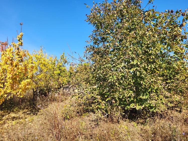 Casă individuală cu 4 camere cu Teren 3500 Mp în Snagov