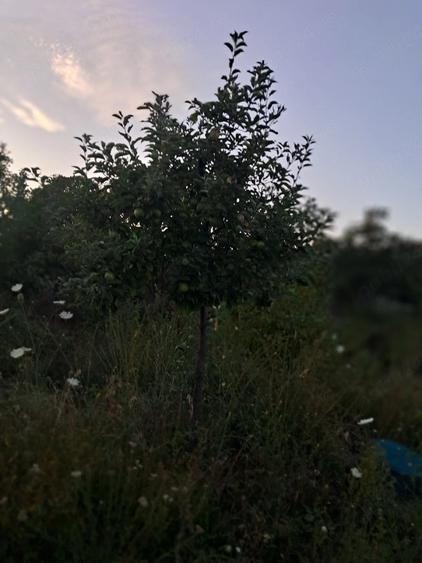 Teren de 1600 mp, în Șerbești