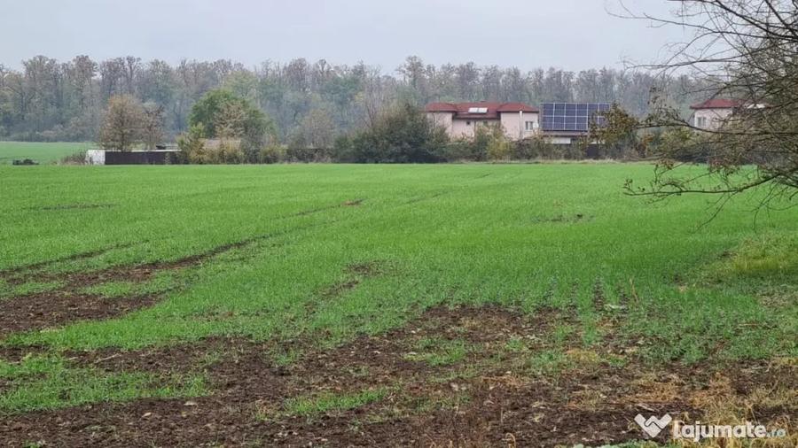 Teren de 3000 mp, în Brănești