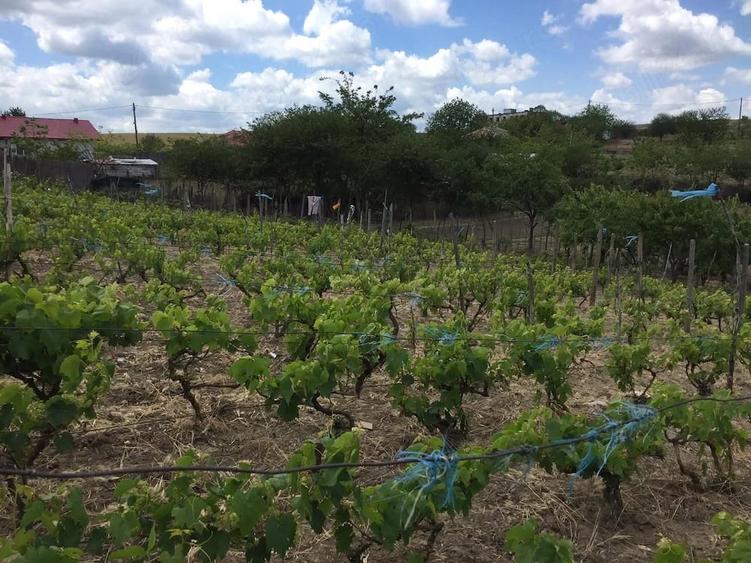 Teren de 3200 mp, în Somova