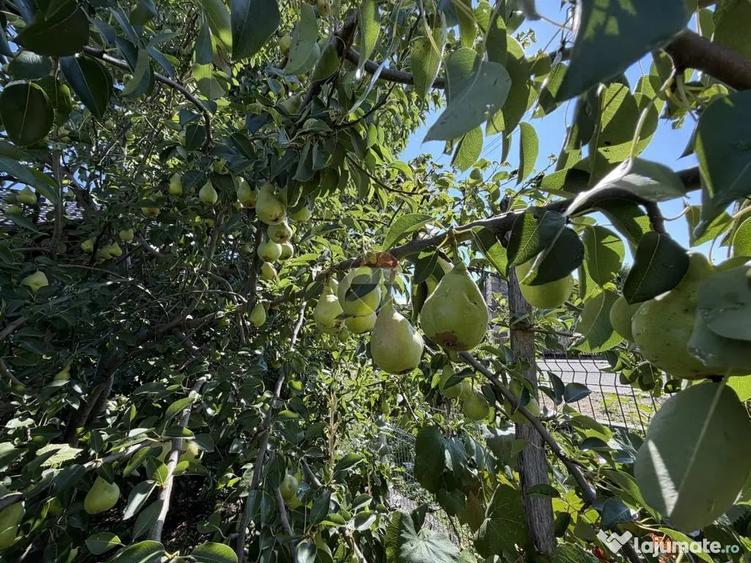 Casă cu 2 camere cu Teren 1500 Mp în Bârgău