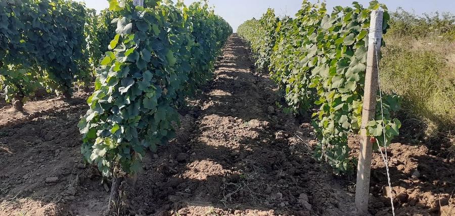 Teren de 2400 mp, în Cârligele