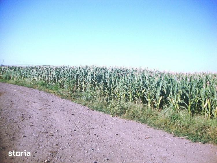 Teren de 5000 mp, în Amaru