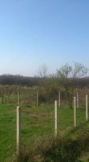Teren de 5500 mp, în Săldăbagiu de Munte