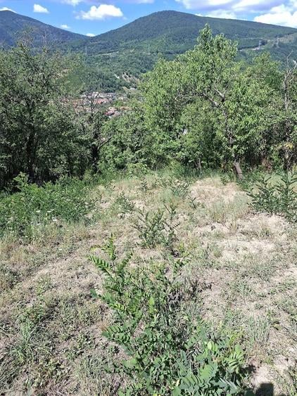 Teren de 770 mp, în Central