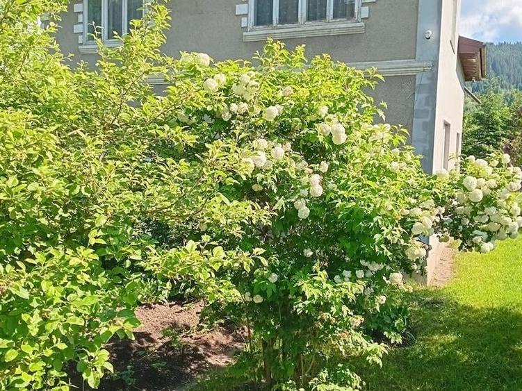 Casă individuală cu 3 camere cu Teren 3557 Mp în Argestru
