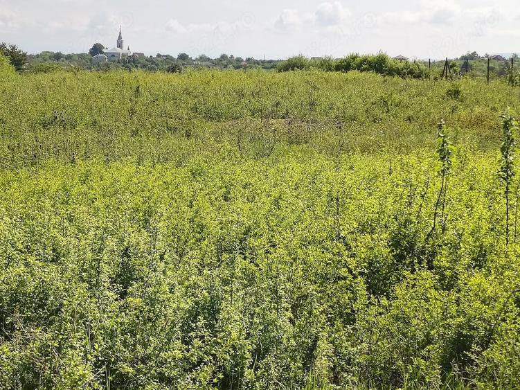 Teren de 6670 mp, în Viile Satu Mare