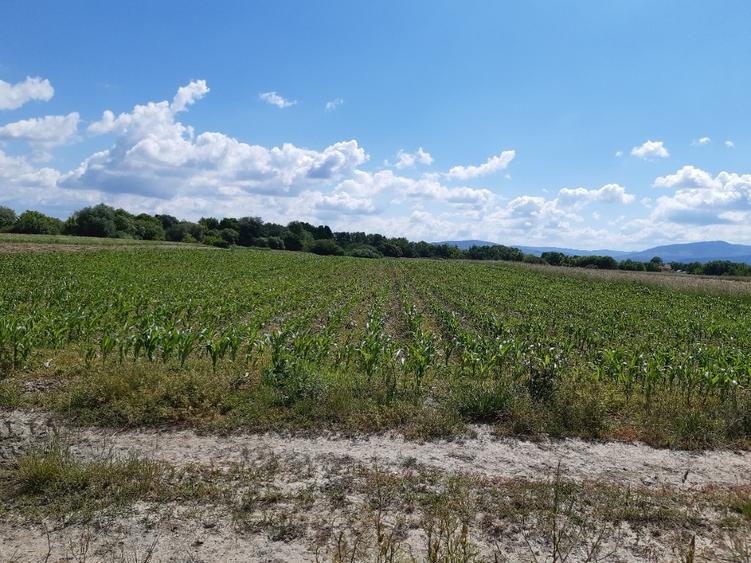 Teren agricol extravilan de 20300 mp, în Hărman