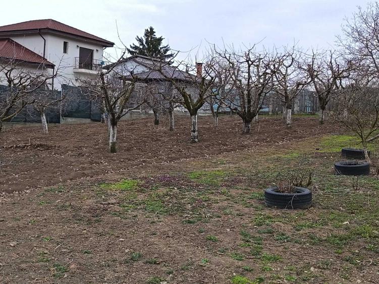 Vils la gri in Buftea, Strada Indepententei,NR 8 ,Calul Balan - 5