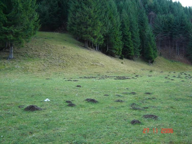 Teren în Plaiul Foii