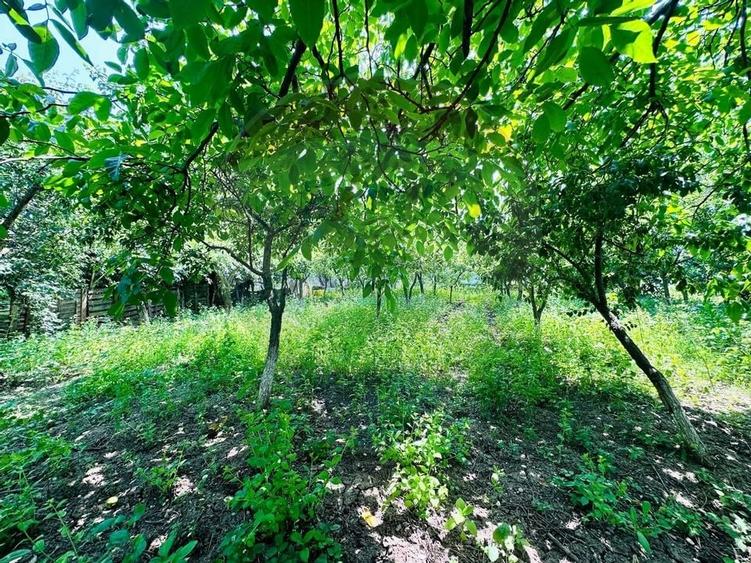 Teren 1537mp cu Livada si Iesire la Lac in Niculesti-Dambovita - 11