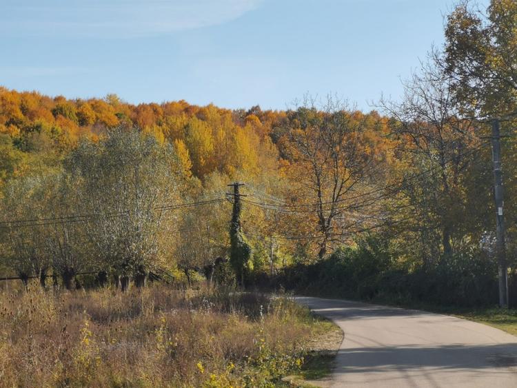 Curte 3025mp , Bughea de Jos, 5 min Valeni PH - 9