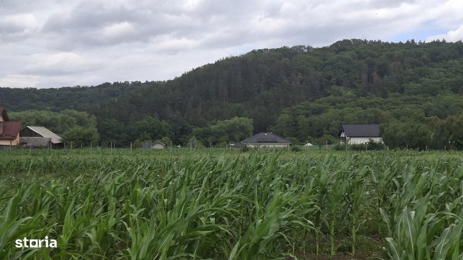 Teren de 5000sqm in mediul rural cu utilita?i - 4