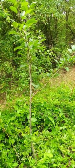 Proprietar vând teren cu casa demolabila - 2