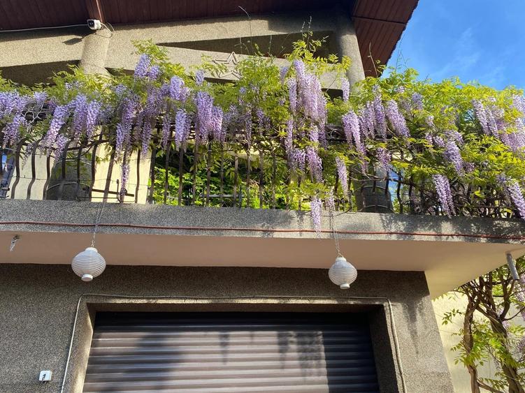 Casă spațioasă în Chiajna- Roșu, ideală pentru rezidențial sau afaceri! - 14