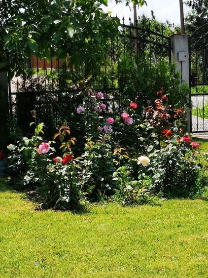 Comision 0% Casa Individuala Buftea P+M Palatul Stirbey Calul Balan Teren 1000mp - 42