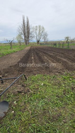 Gospodarie saseasca, cu 3200mp teren