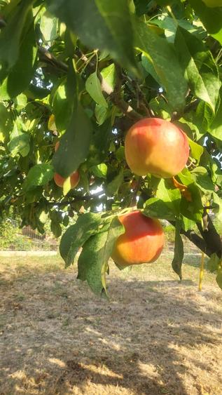 Valu Traian , casa cu teren si livada - 11