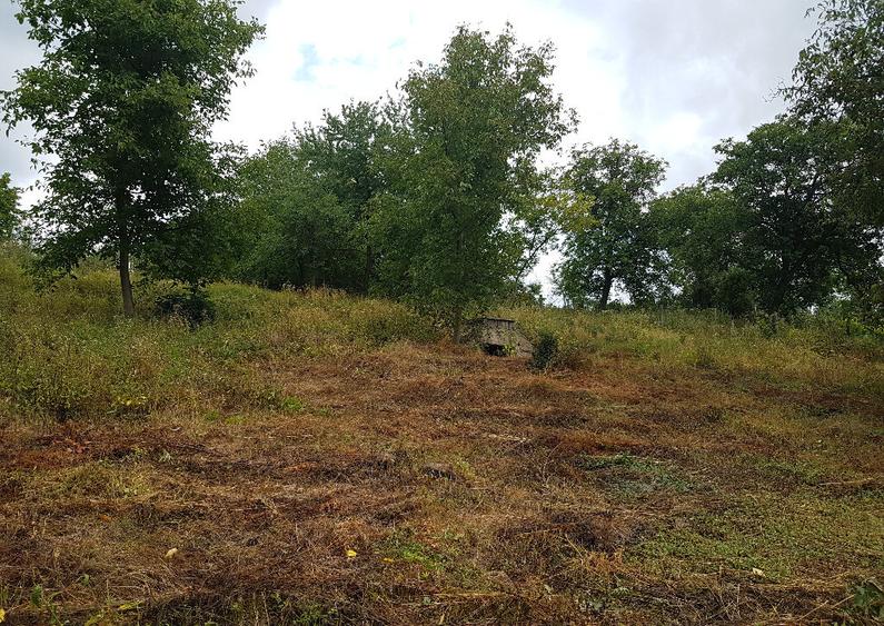 Parava, sat Dragusani, teren 4800mp, la asfalt - 6