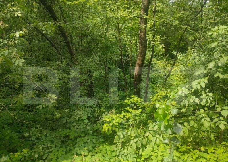 Teren intravilan, 5857 mp, Baltati, Horodnicu de Sus - 4