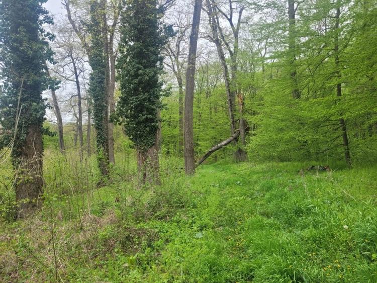 SUPER  OCAZIE TEREN 4000MP DE VANZARE IN SNAGOV CU DESCHIDERE LA LACUL SNAGOV - 6