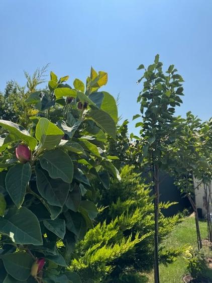 Vila premium de vânzare - 9