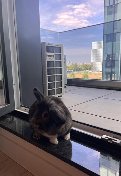 Novum Politehnica Iuliu Maniu | 2Min Walk Poli Metro | 600EUR+VAT | MS077-Poli - 32