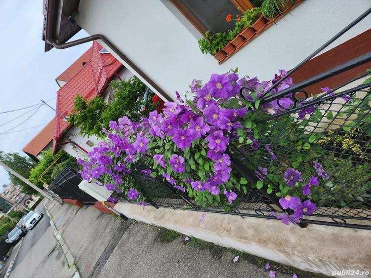 Casa de vanzare langa Seminarul Teologic - 7