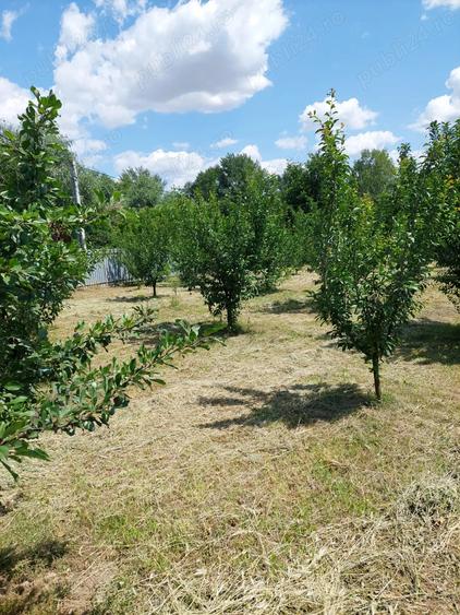 Vand casa cu livada in satul Ionesti Arges - 4