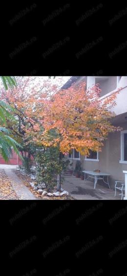 vila de vanzare, 260000 eur, str C.Brancoveanu, 14 - 4