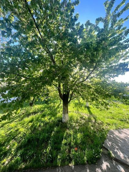 PROPRIETATE UNICA: 1.618 MP TEREN  IN PIPERA, CU VILA SOLIDA SI GRADINA SUPERBA - 5