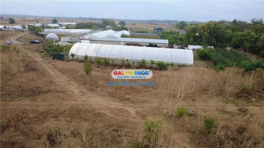 Solare Flori si Legume - Bujori - 6