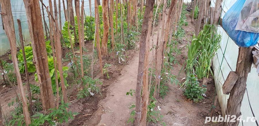 casa in Orevita Mare - 5