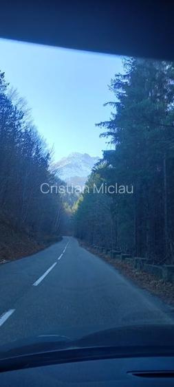 Vând pădure de pin,fag,molid și brad