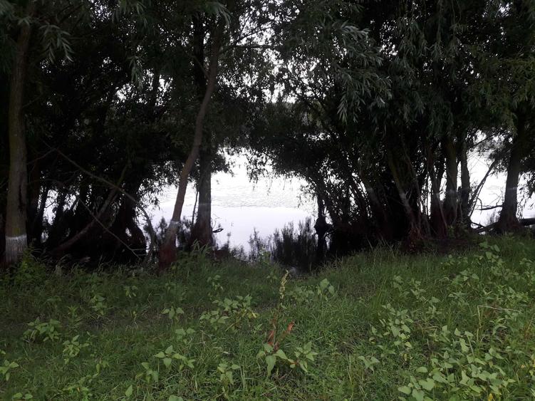 Teren Dunare-Uzlina - 2