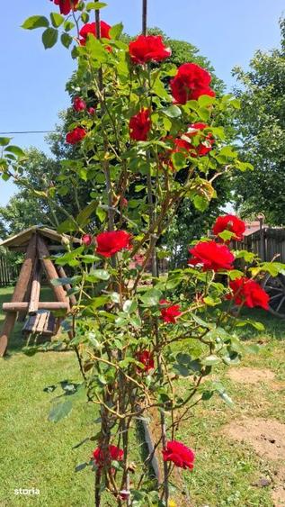 Pensiune, oportunitate excelenta de investitie - 10