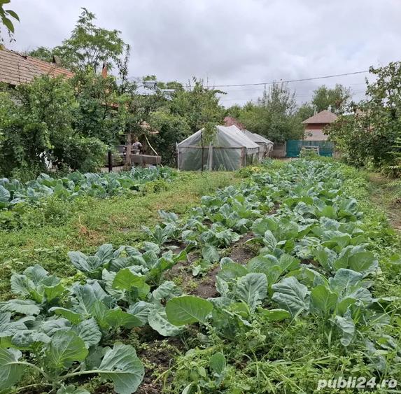 Vand Casa cu curte 851 mp 15 minute de Alexandria - 4