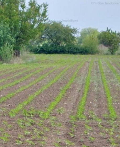 La Soseaua Principala (Braila-Buzau) Teren 2500 mp deschider - 2