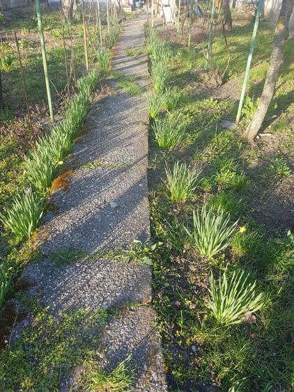 vind casa in Bals jud.Olt - 7