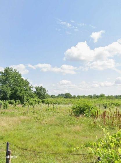 Teren intravilan construibil 1700 mp Ograzile ( Merei) - 6